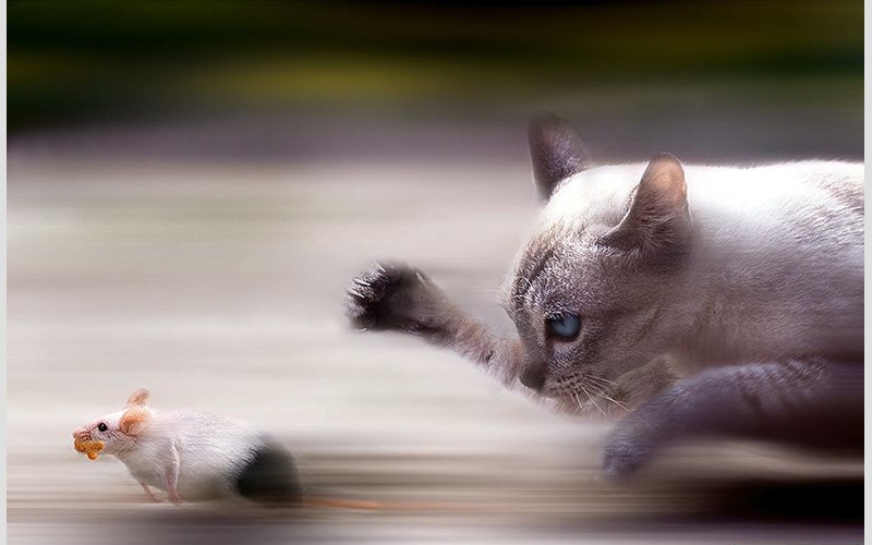 Cat Chasing Rat